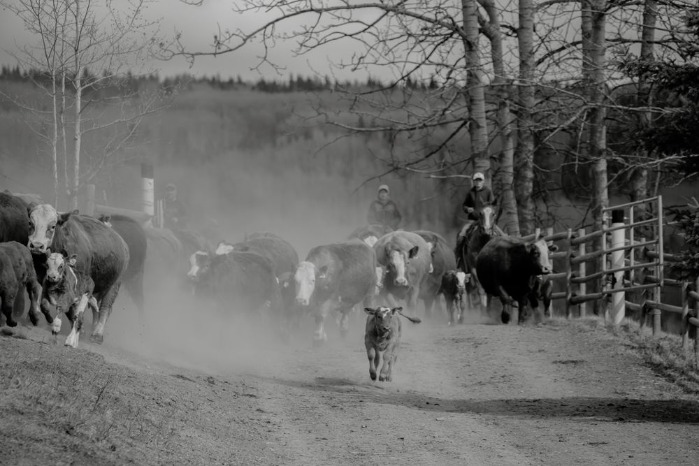 Black and white photo of cowboys herding cattle down a dusty ranch road.