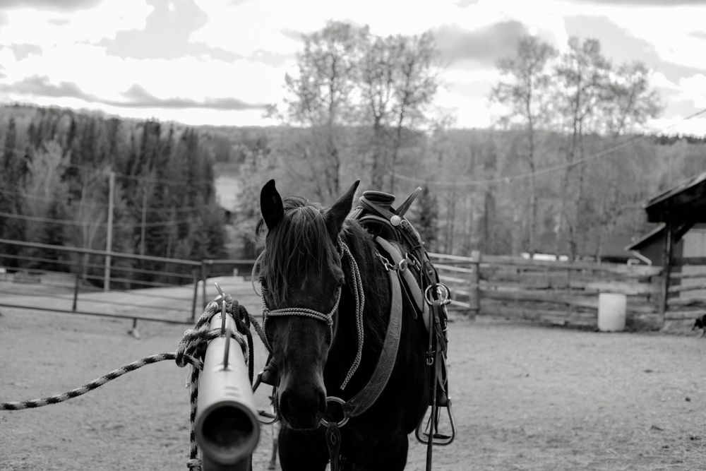 A saddled horse with bridle stands tied at a ranch fence in a black and white rural landscape.
