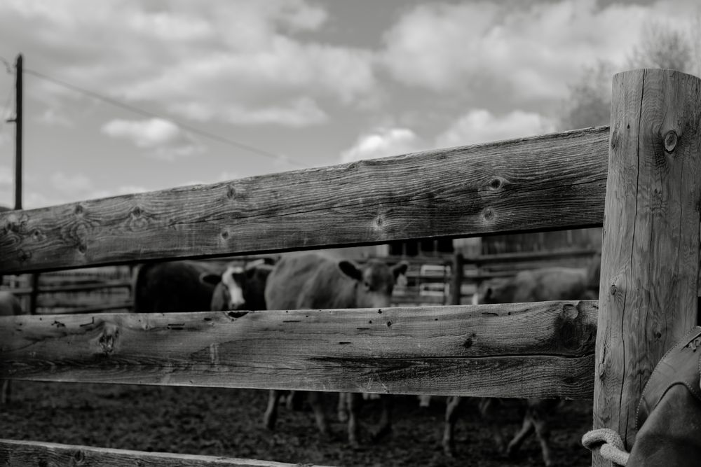 Black and white photo of cattle viewed through rustic wooden log fence rails on a farm.