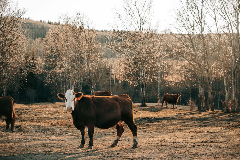 Brown and white Hereford cow standing in a dry autumn pasture with bare birch trees in background.