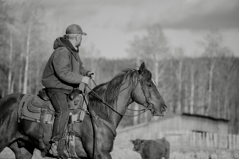 Black and white photo of a rider on horseback herding cattle on a ranch in early spring.