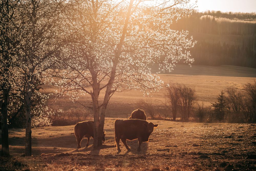 Two brown bulls stand near a blossoming tree in a golden sunlit field with rolling hills in the background.