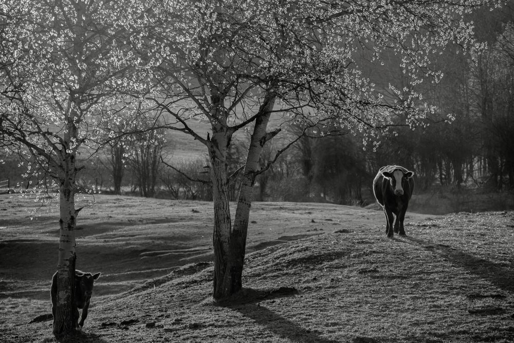 Two cattle stand among bare trees on a frosty ranch field in a black and white landscape.