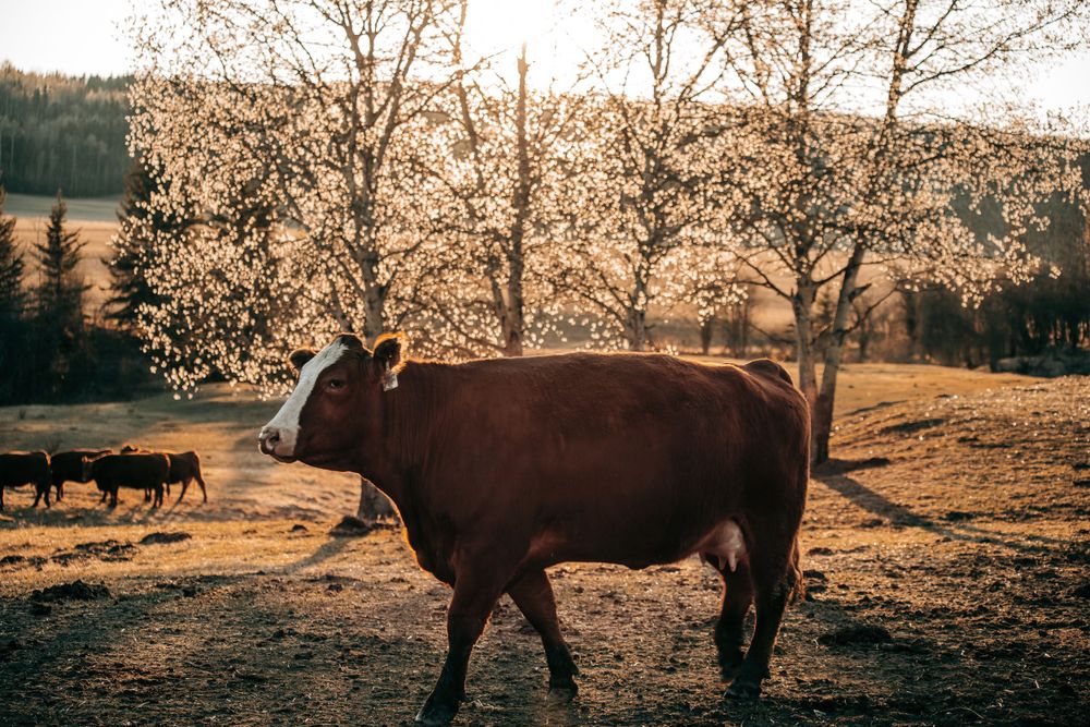 Brown Hereford cow walking across a sunlit farm field with cattle grazing in background.