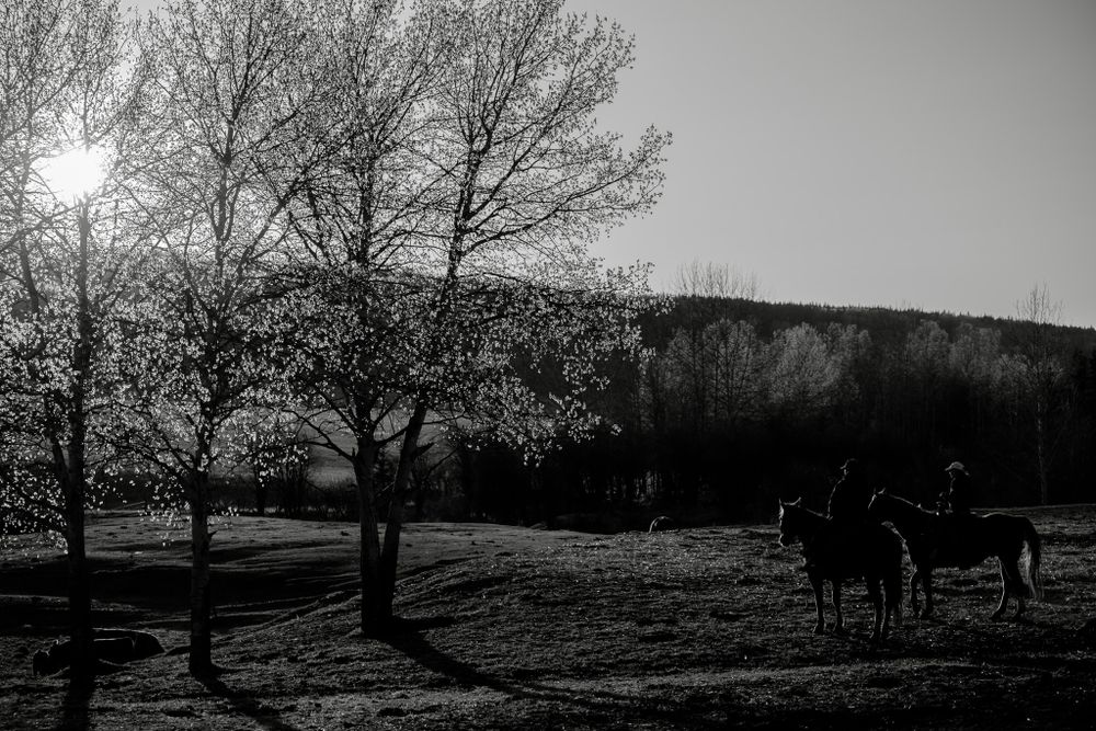 Silhouetted horseback riders near bare trees with sunlight and rolling hills in black and white.