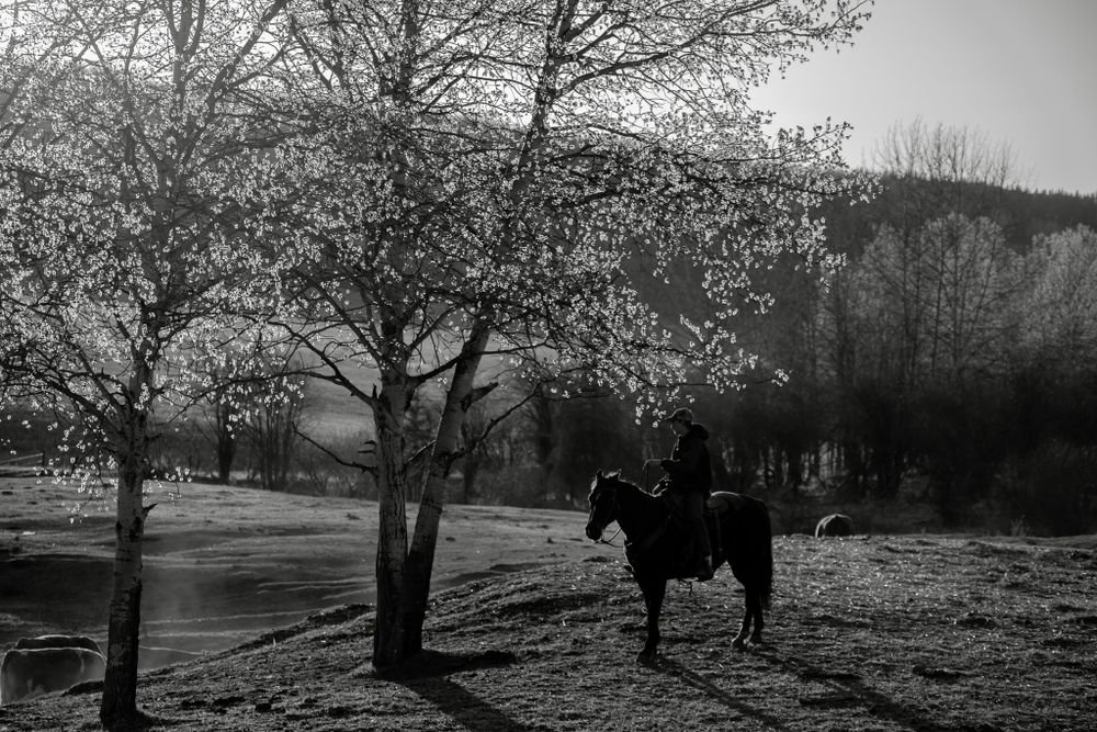 A lone horseback rider stands beside a river under bare trees in a black and white winter scene.