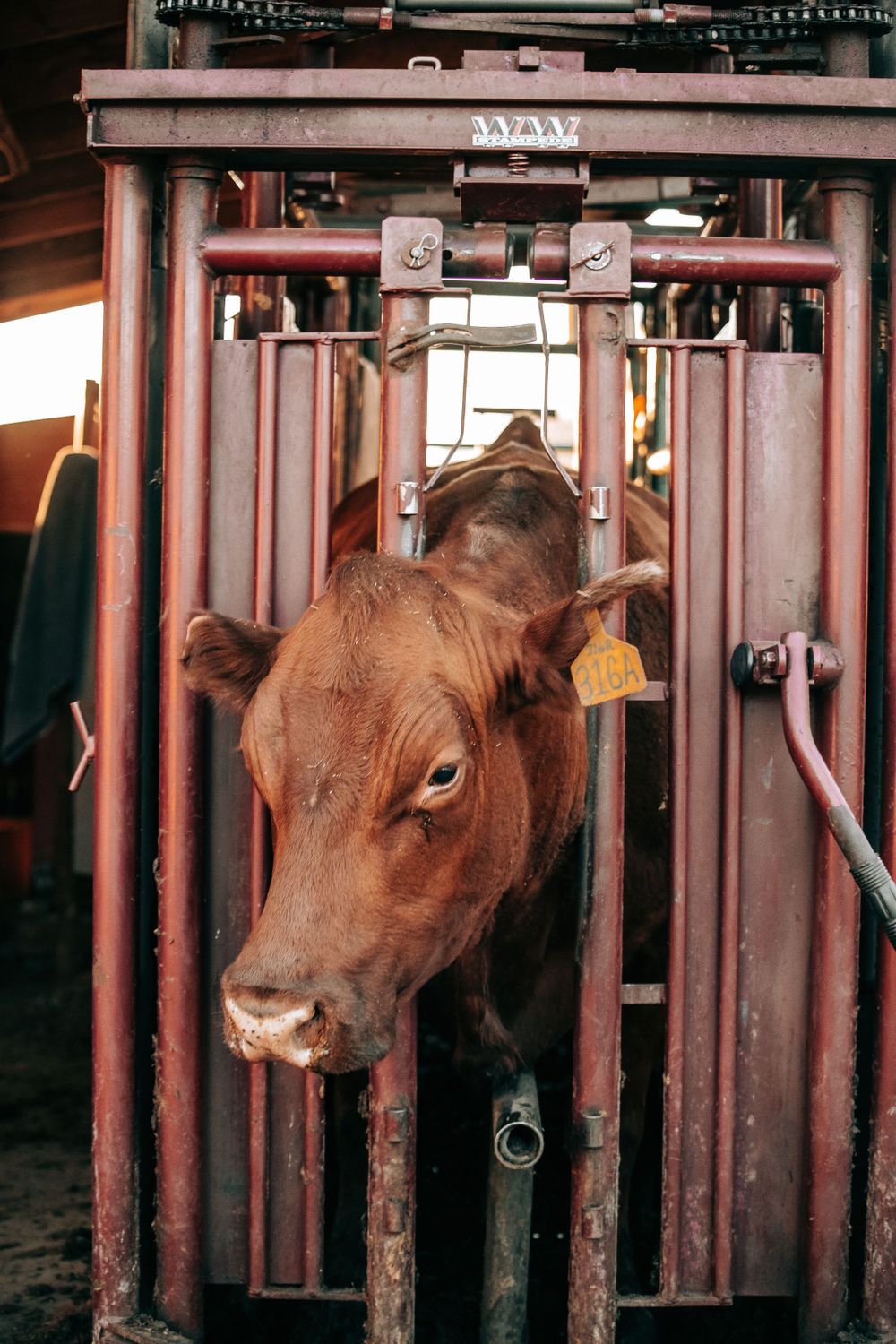 Brown cow with yellow ear tag secured in a metal livestock squeeze chute.