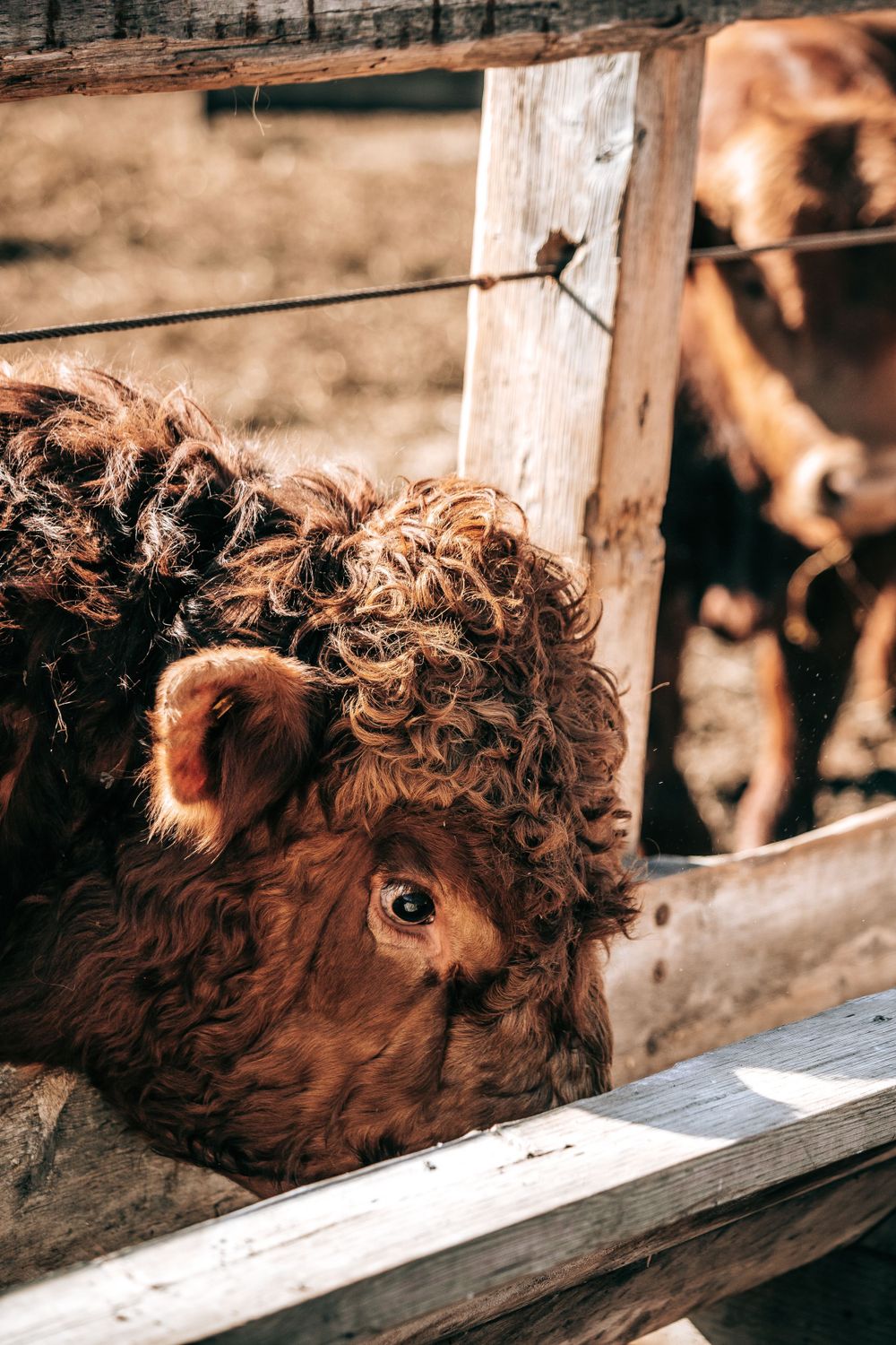 Young curly-haired brown Highland calf peering through wooden fence rails on a farm.