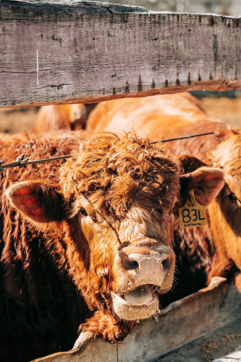 Tagged brown Highland cow with curly fur looking through wooden fence rails on a farm.