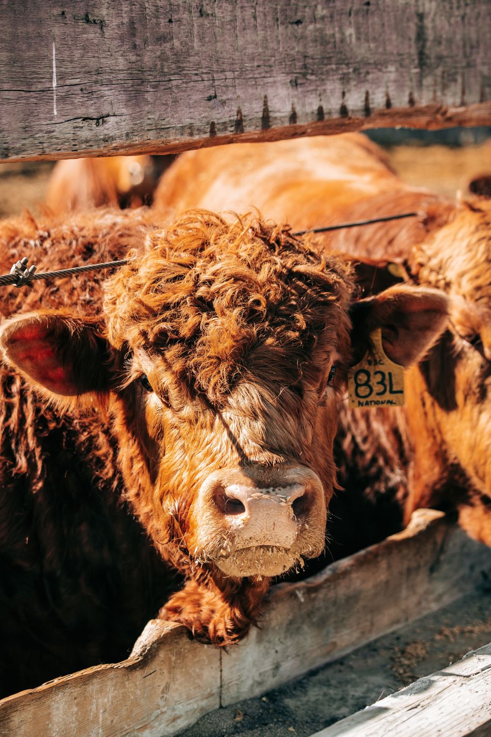 A curly-haired brown Highland cow with ear tag 83L peers over a wooden fence at a farm.