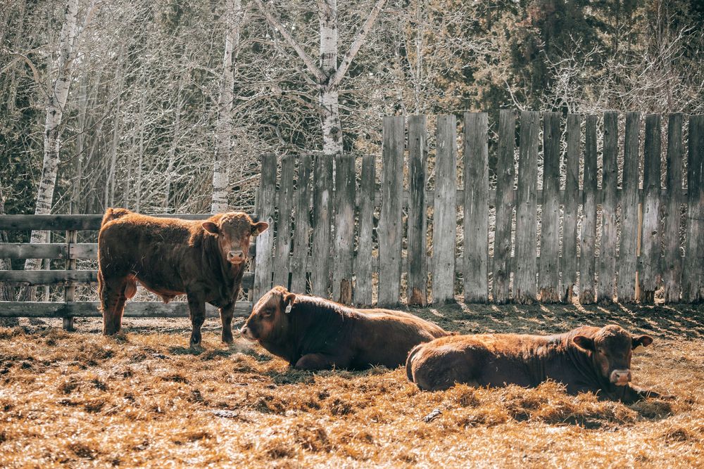Three brown Highland cattle rest and stand in a rustic fenced farm enclosure surrounded by dry hay and bare trees.