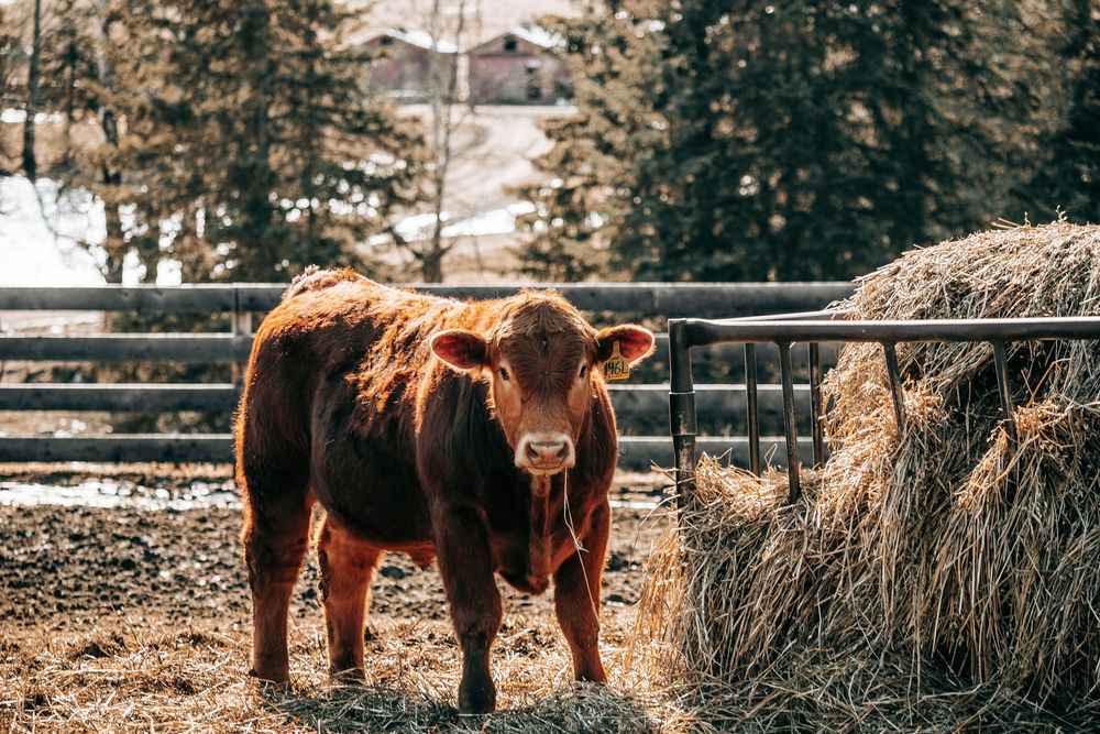 A brown cow stands next to a hay bale in a snowy farm enclosure with evergreen trees in the background.