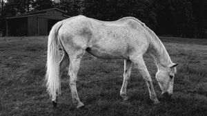 Black and white photo of a white horse grazing on a grassy field with a barn in the background.