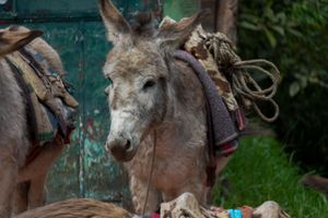 A saddled donkey with rope and colorful blanket stands outdoors near a rustic green wall.