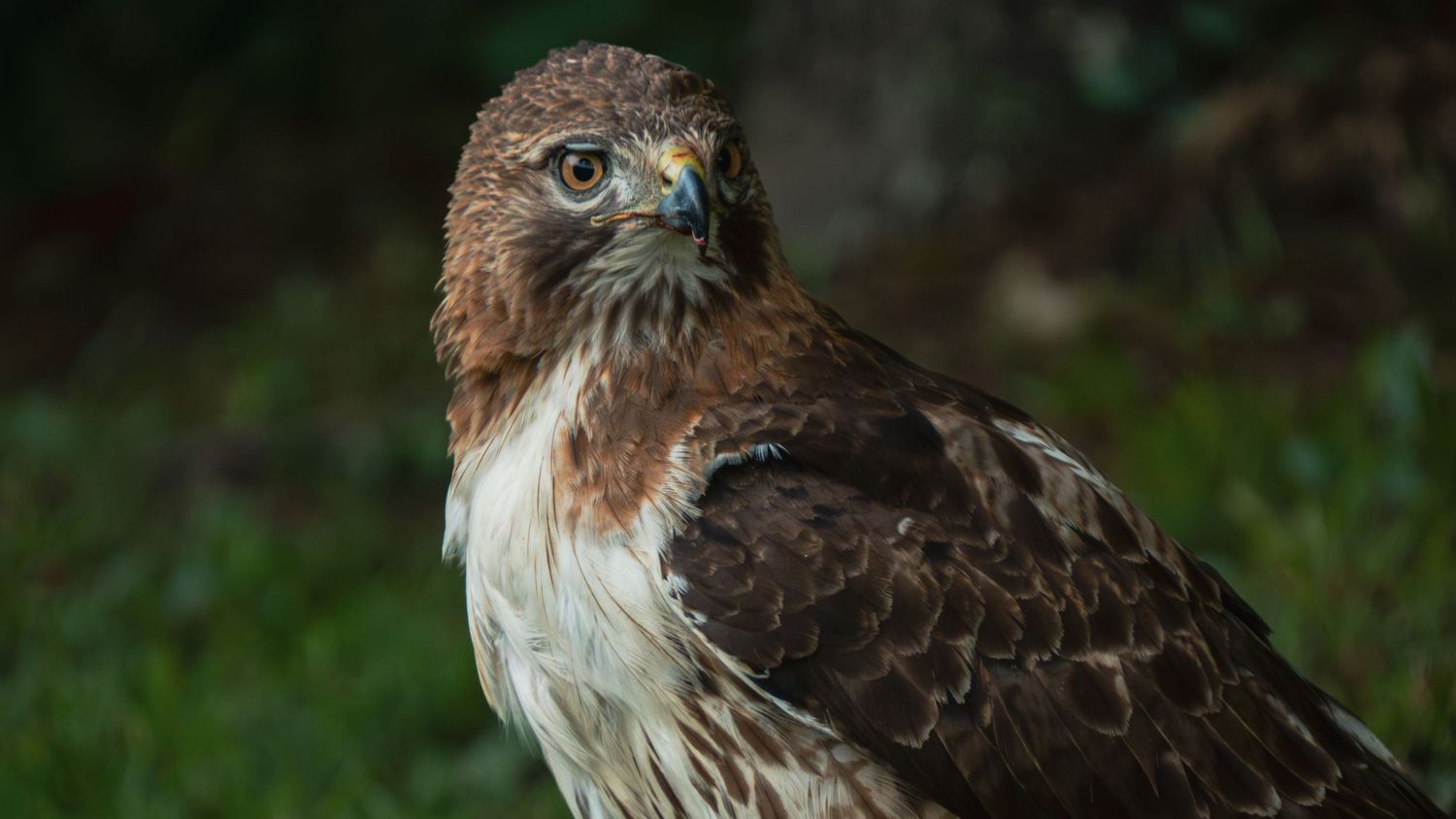 A red-tailed hawk perches alertly outdoors, showcasing its brown plumage and sharp gaze against a green background.