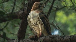 A red-tailed hawk perches alertly on a tree branch surrounded by green foliage in a natural woodland setting.