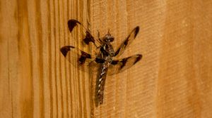 A twelve-spotted skimmer dragonfly perched on a wooden fence, displaying its distinctive spotted wings in natural light.