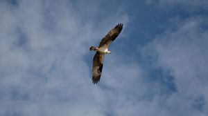 Osprey soaring gracefully through a partly cloudy blue sky with wings fully spread in flight.
