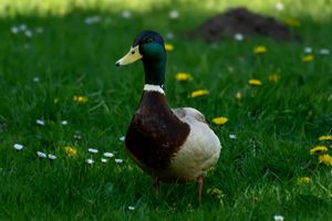 A male mallard duck with green head stands on lush green grass with yellow dandelions and white daisies.