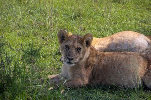 A young lion cub resting in lush green grass, gazing calmly at the camera in its natural savanna habitat.