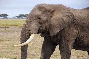 Close-up of an African elephant with large ivory tusks walking across dry grassland in natural habitat.