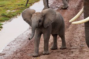 A baby elephant stands on a muddy path beside an adult elephant with large ivory tusks.