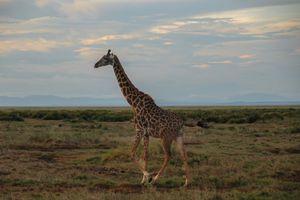 A tall giraffe walks across the African savanna grasslands at dusk with a cloudy sky in the background.