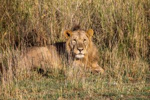 A majestic male lion with a full mane resting in tall golden grass in the African savanna.