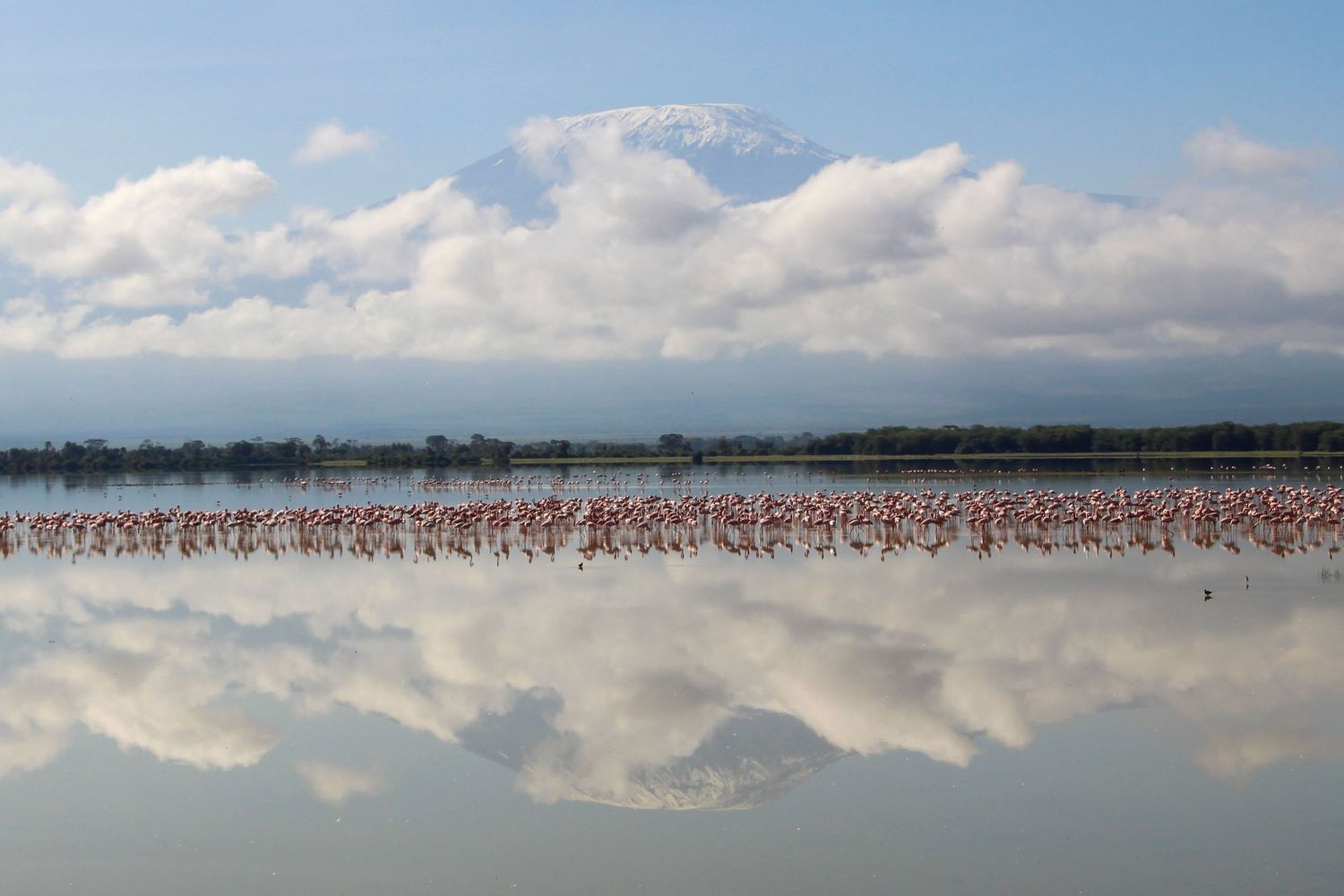 Flamingos flock on a calm lake reflecting Mount Kilimanjaro and clouds in Africa.