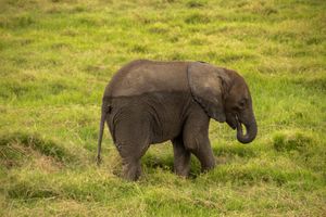A baby elephant walks through lush green grass in the wild.