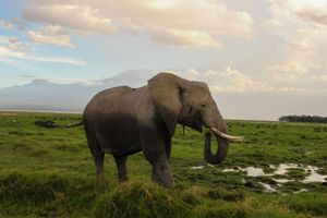 A large African elephant with tusks grazing on green grass in a savanna with mountains and cloudy sky.