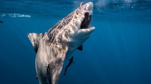 A great white shark lunges upward with open jaws in clear blue ocean water, captured in an underwater photograph.