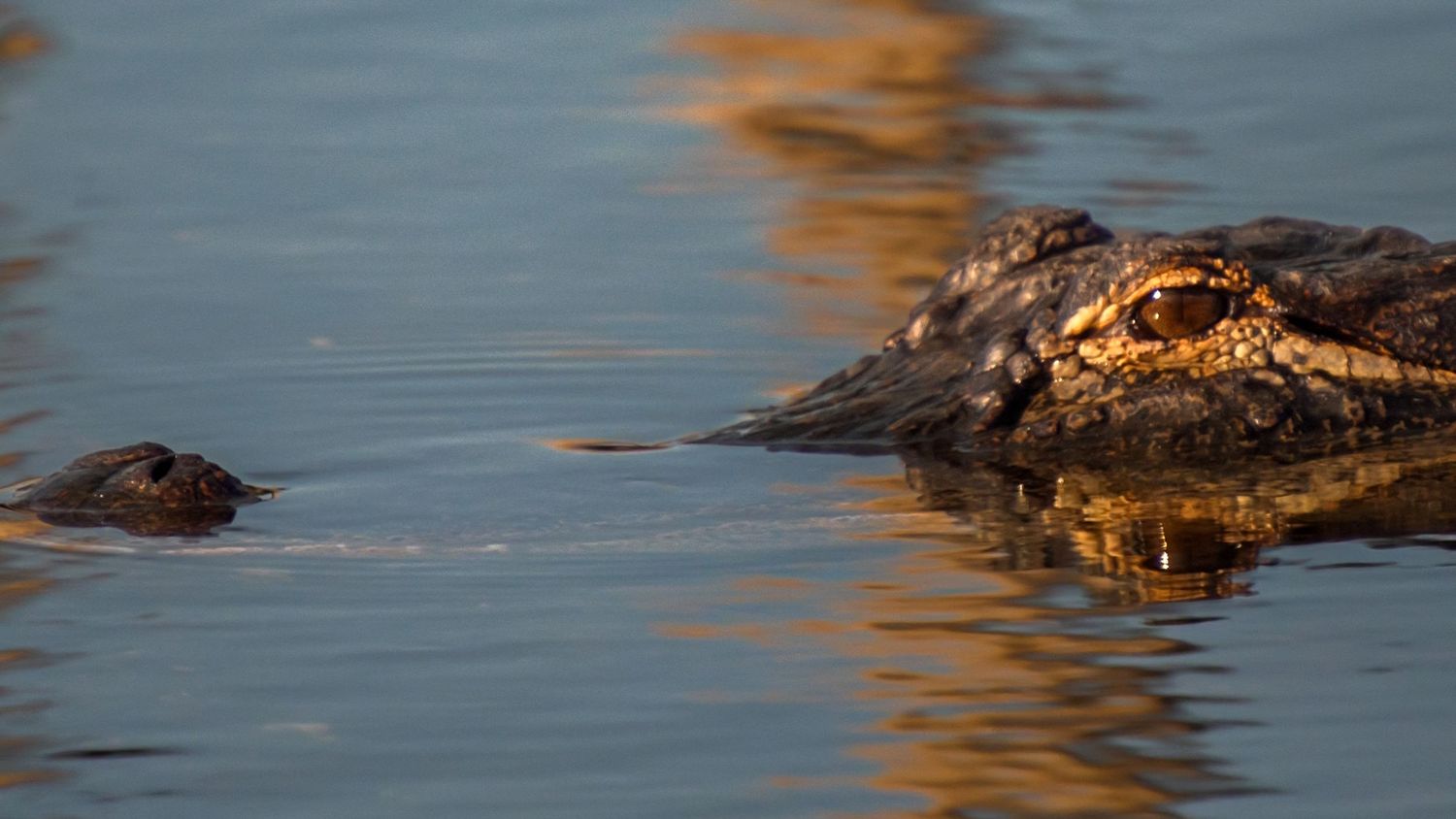 A large alligator partially submerged in calm blue water, with its textured head and eyes visible above the surface.