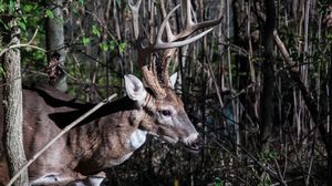 A white-tailed buck with large antlers stands alert among dense woodland brush and bare trees.