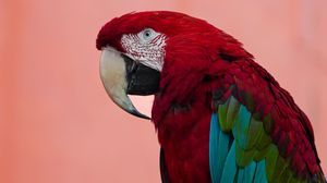 A vibrant scarlet macaw with red, blue, and green feathers poses against a soft pink background.