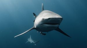 A large shark swims toward the camera in clear blue ocean water, with another shark visible in the background.