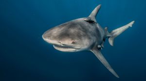 A large oceanic whitetip shark swimming gracefully in deep blue water, viewed from below.