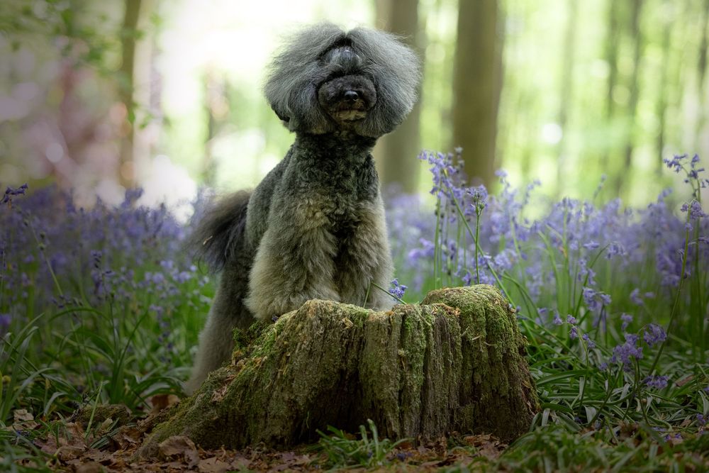 dog photography