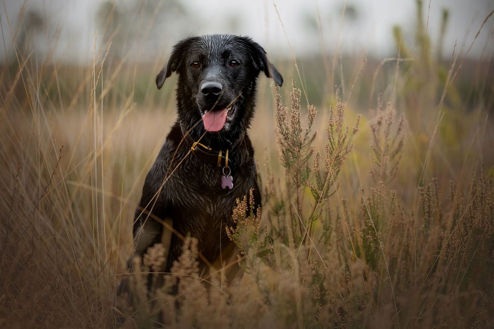 dog photography