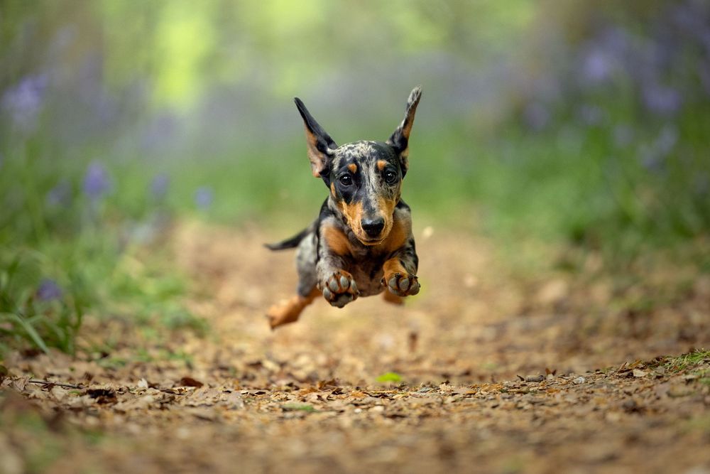 dog photography