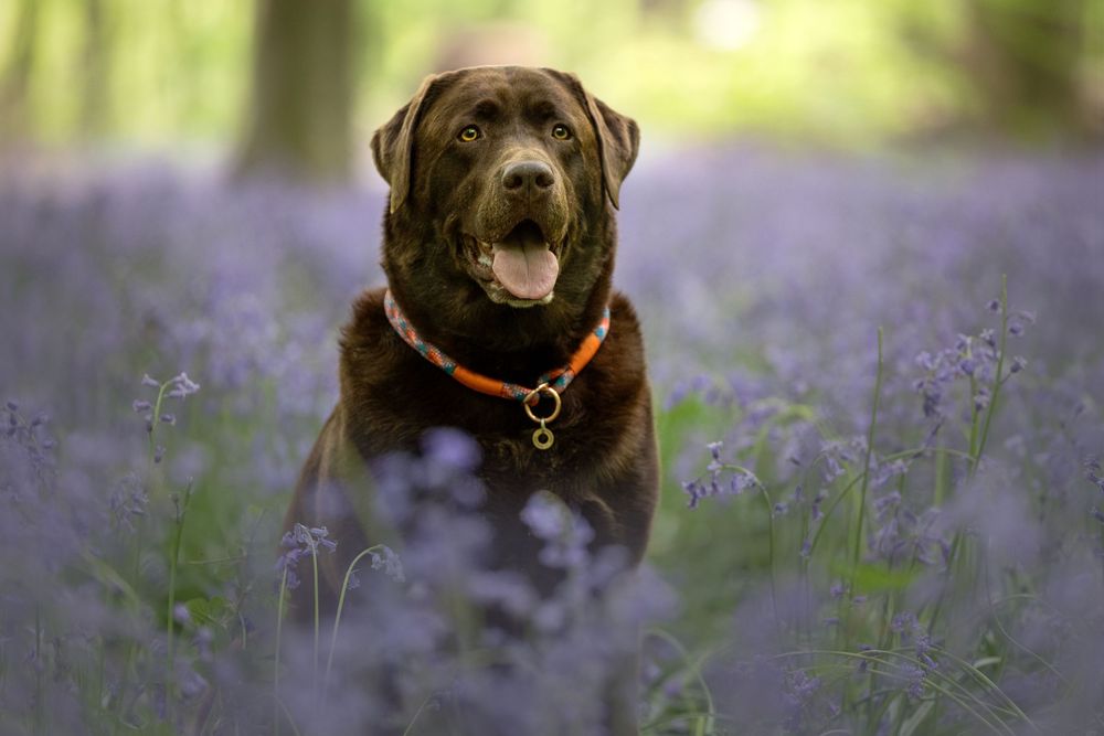 dog photography