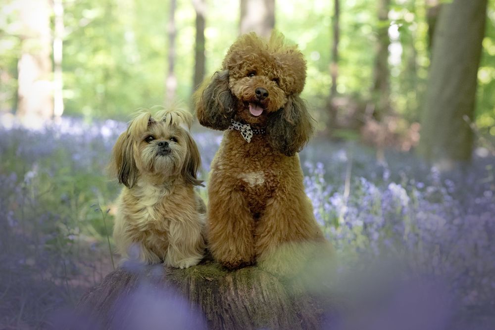 dog photography