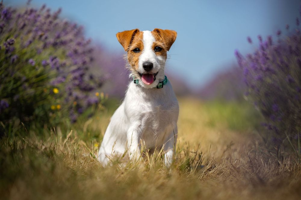 dog photography