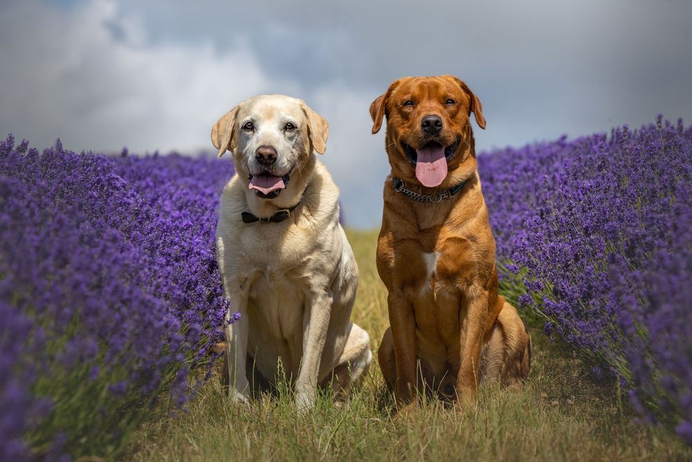 dog photography