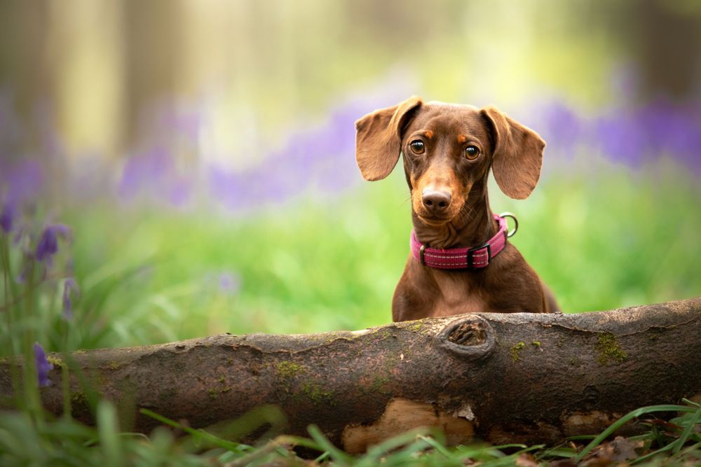 dog photography