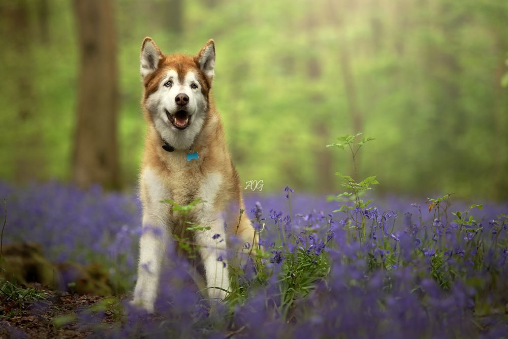dog photography