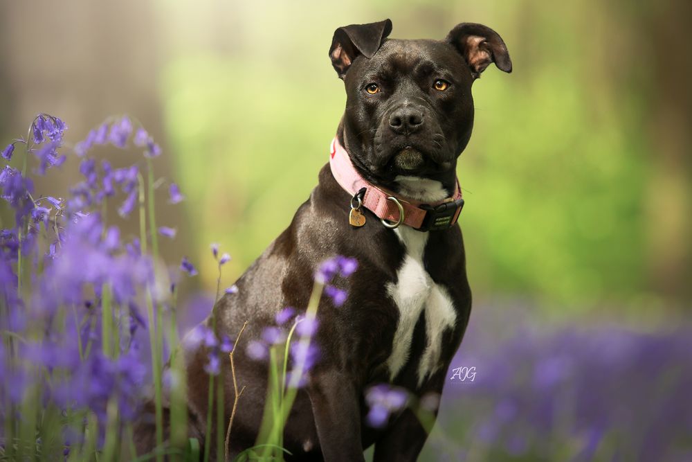 dog photography