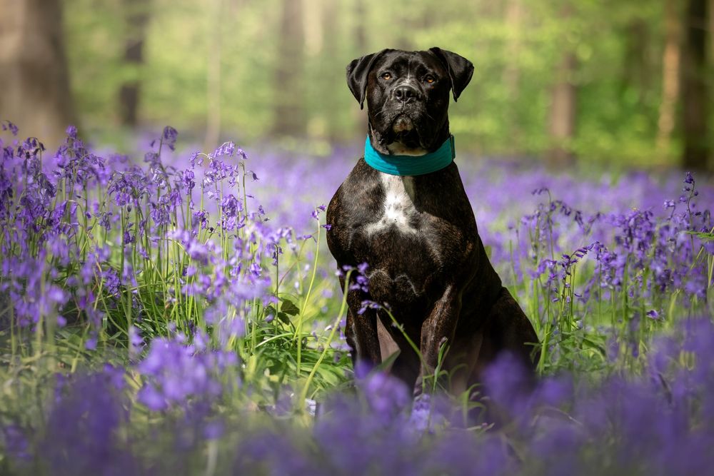 dog photography