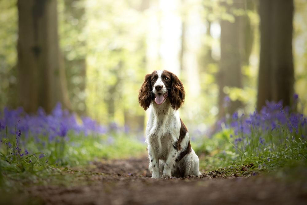 dog photography