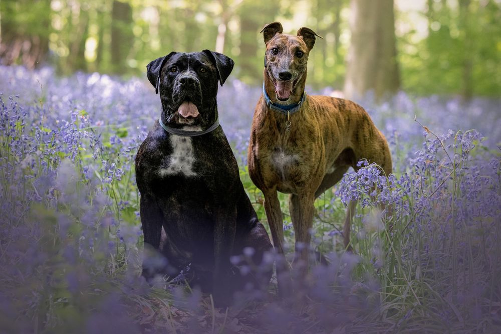 dog photography